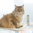 Cat Window Perch Space Saving Cat Window Hammock With 4pcs Strong Suction Cup