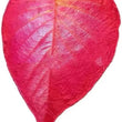 Soft  Large Leaf Shape Blanket Soft