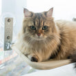 Cat Window Perch Space Saving Cat Window Hammock With 4pcs Strong Suction Cup