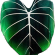 Soft  Large Leaf Shape Blanket Soft
