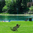 Cat Planter Acrylic Stakes Lawn Art