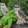 Mini  Garden Resin Owl Statue Decoration